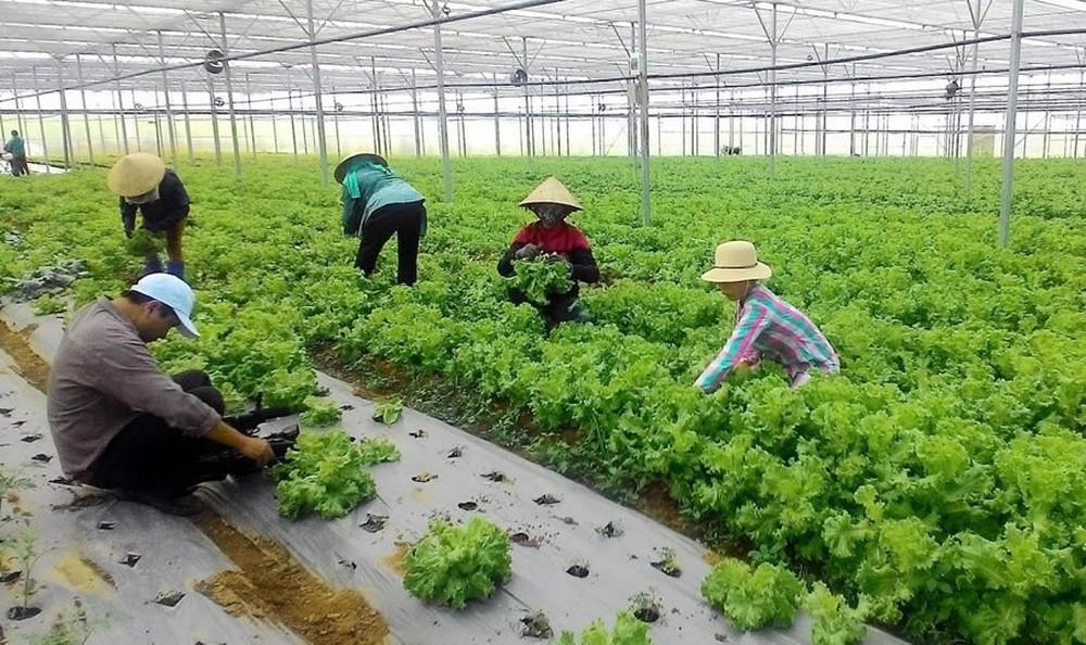 Những rủi ro và nỗi vất vả luôn đi song hành cùng người làm nông sản sạch