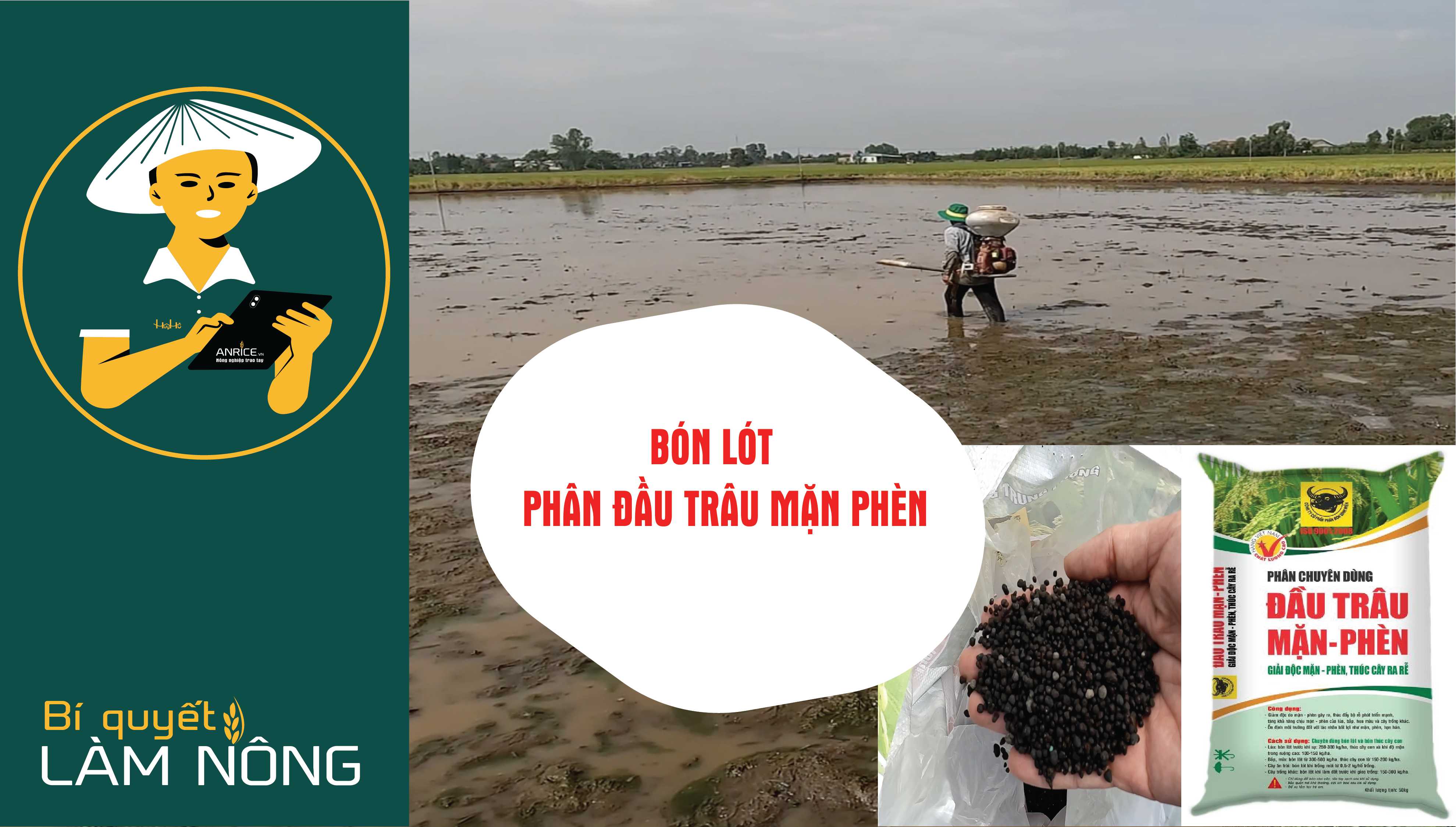 BÓN LÓT ĐẦU TRÂU MẶN PHÈN CHO CÂY LÚA