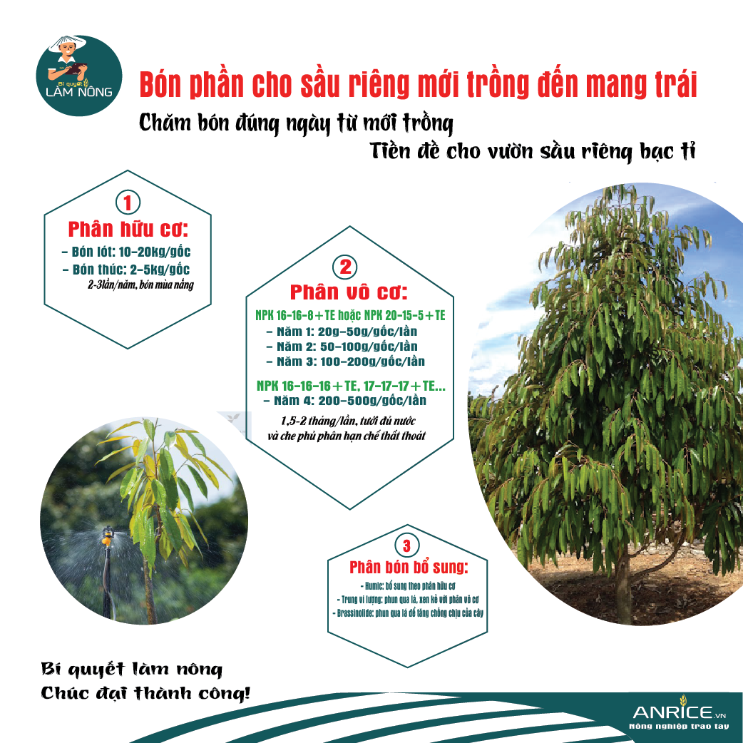 BÓN PHÂN CHO CÂY SẦU RIÊNG GIAI ĐOẠN KIẾN THIẾT CƠ BẢN