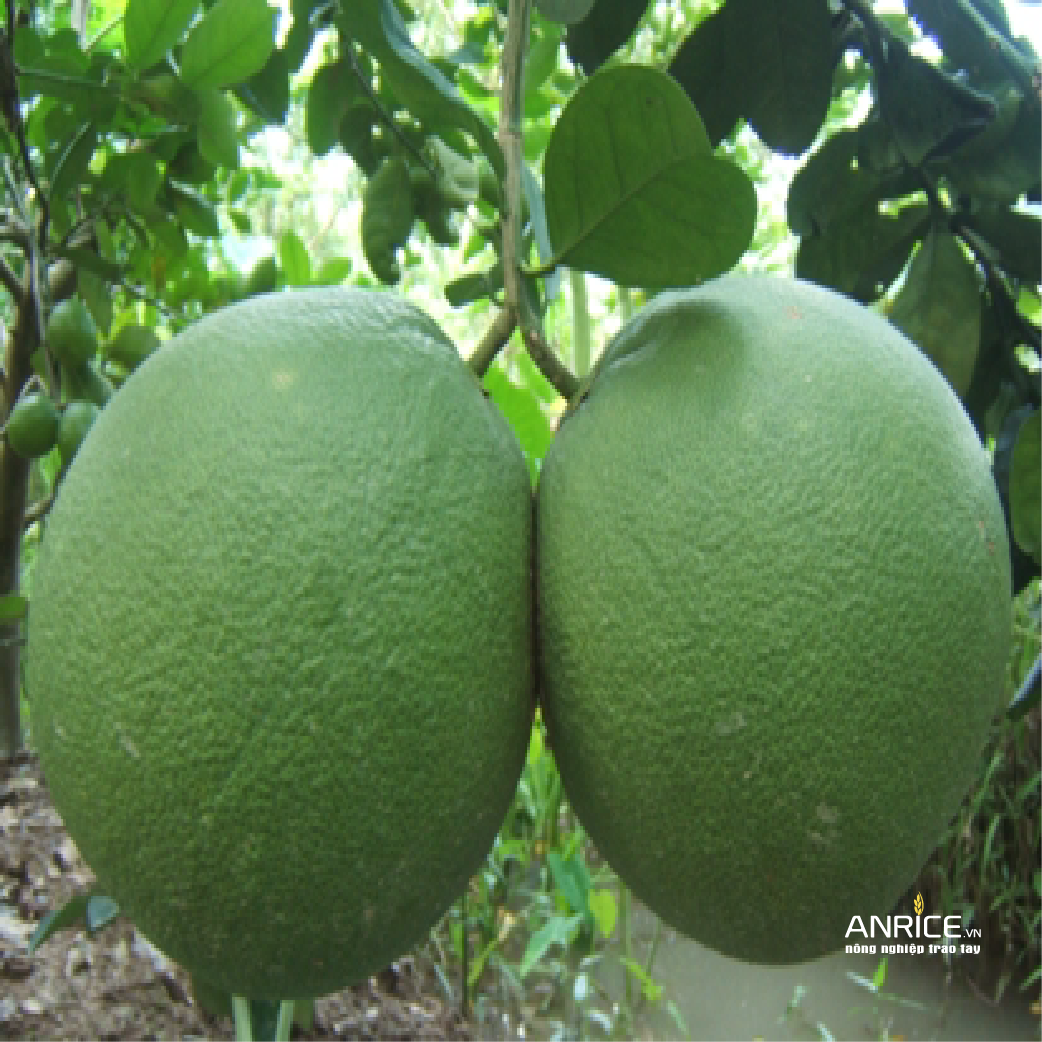 CÁC GIỐNG BƯỞI NGON Ở ĐBSCL