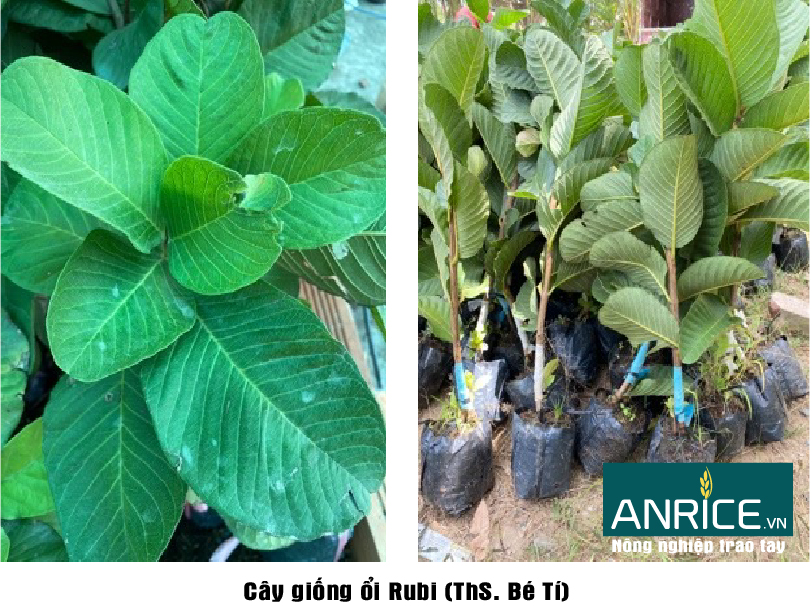 ỔI RUBY –  CHUẨN BỊ ĐẤT TRỒNG VÀ CÁCH LÊN LÍP