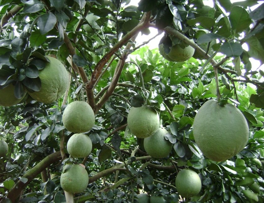 ĐIỀU KIỆN CẦN ĐỂ LẬP VƯỜN TRỒNG BƯỞI ĐẠT HIỆU QUẢ