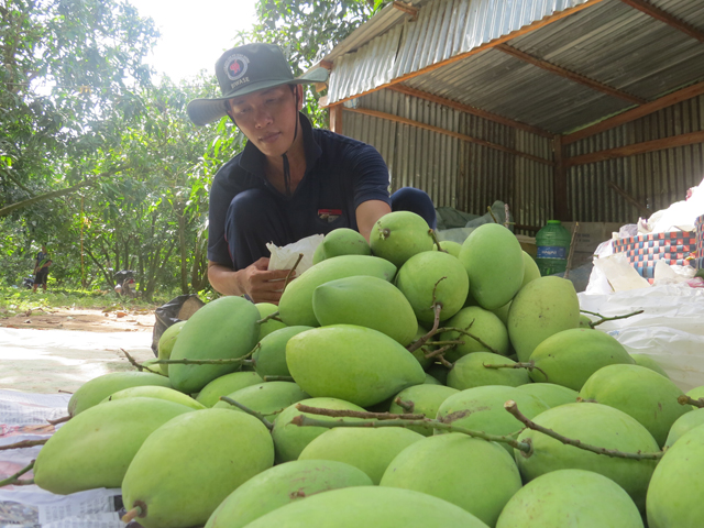 Đồng Tháp: Nông dân Tân Hòa liên kết trồng xoài VietGAP