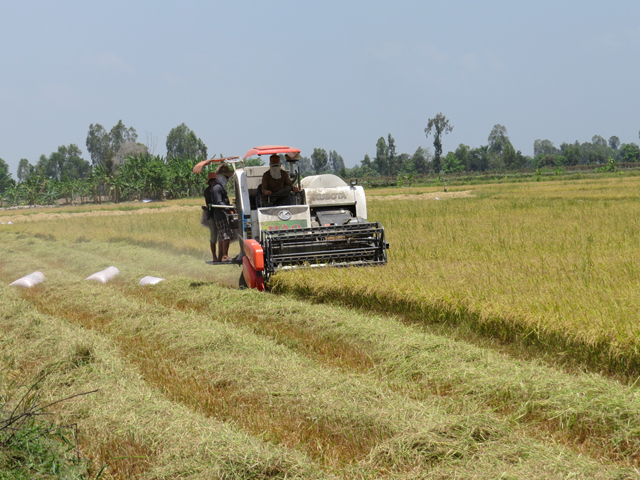 Đồng Tháp: Toàn tỉnh thu hoạch hơn 115 ngàn ha lúa hè thu
