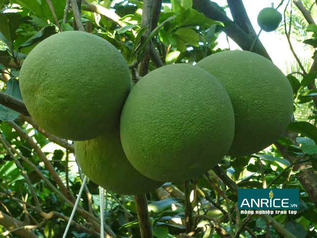 BÓN PHÂN CHO CÂY BƯỞI DA XANH THỜI KỲ KINH DOANH