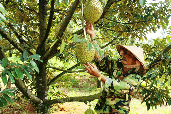 Trong ‘cơn sốt’ phá bỏ cây công nghiệp trồng cây ăn trái (Bài 1)