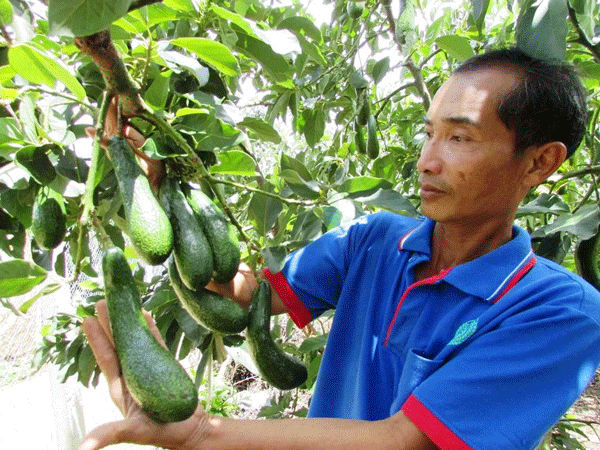 Trong ‘cơn sốt’ phá bỏ cây công nghiệp trồng cây ăn trái (Bài 2)