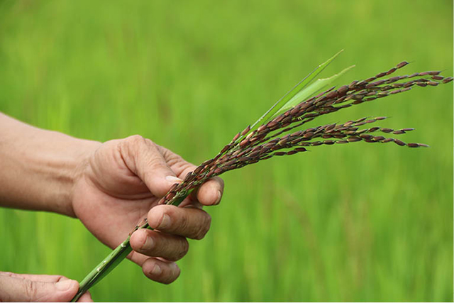 Thêm giống lúa mới cho nông dân và người tiêu dùng