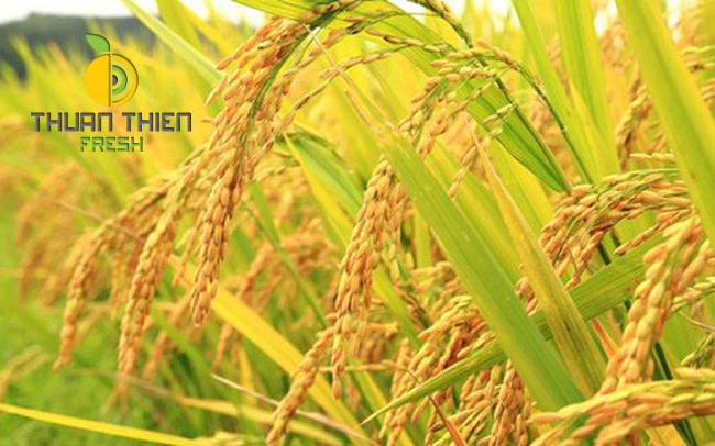 Tiếp tục đẩy mạnh cho vay tiêu thụ lúa gạo khu vực ĐBSCL