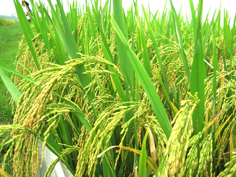 Khởi nghiệp Nông nghiệp - Chọn hướng để thành công - Hiện thực hóa giấc mơ cùng nông dân làm giàu