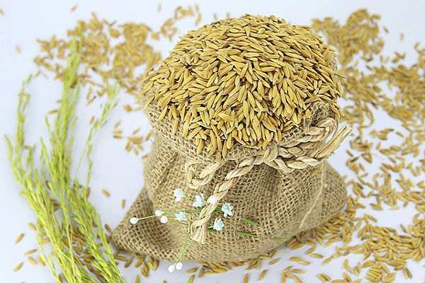 Giá lúa gạo tiếp tục tăng Giá lúa gạo tiếp tục tăng