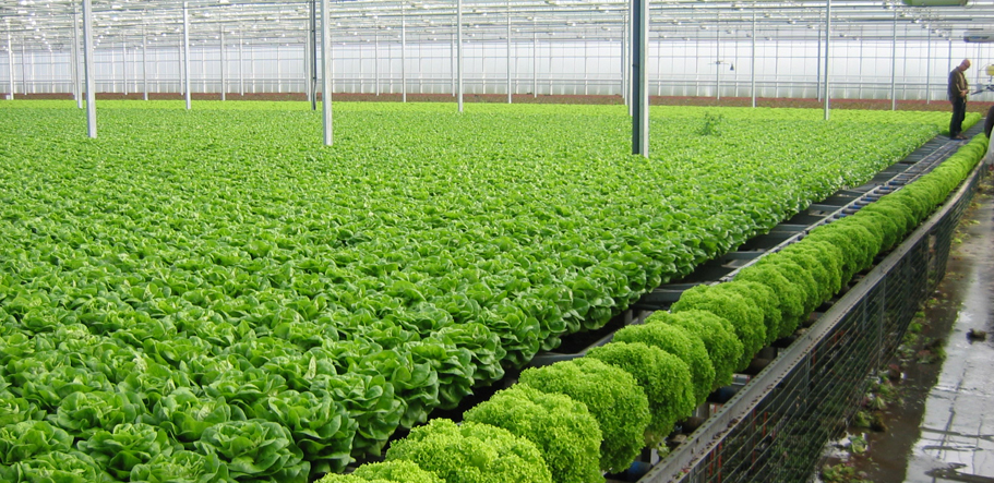 Nhiều mô hình sản xuất rau ứng dụng công nghệ cao mang lại hiệu quả