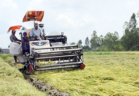 Hậu Giang: Gần 700ha lúa Hè thu bị đổ ngã do mưa, bão