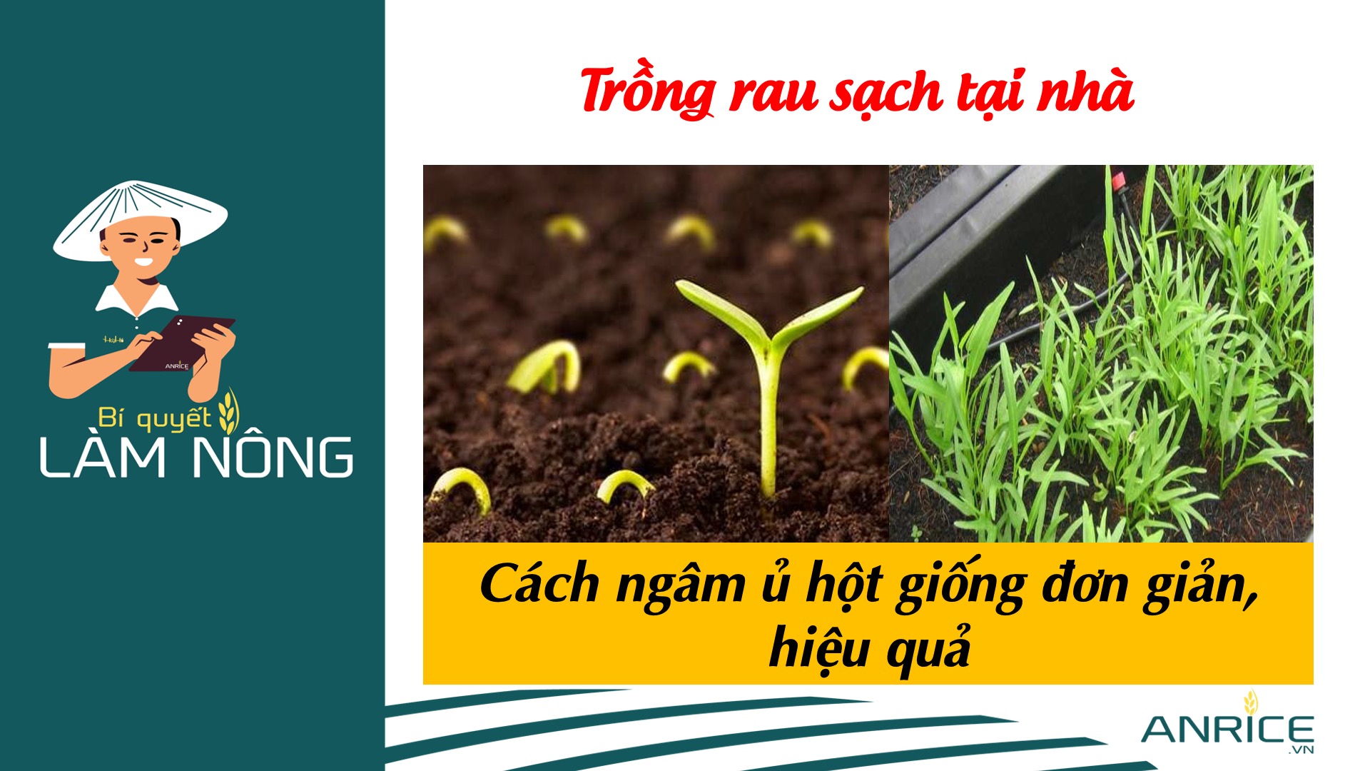 HƯỚNG DẪN CÁCH NGÂM Ủ HỘT GIỐNG ĐỂ TRỒNG SAU SẠCH TẠI ĐÔ THỊ
