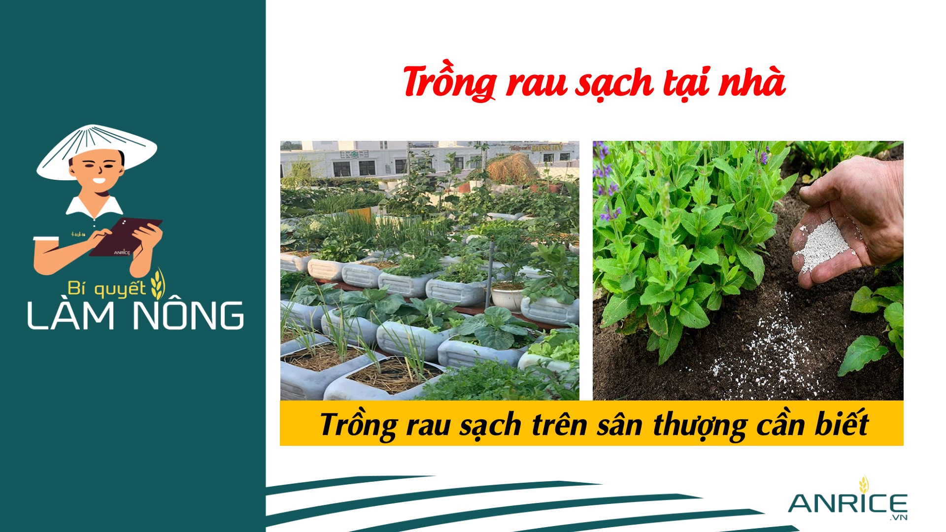 TRỒNG RAU SẠCH TẠI ĐÔ THỊ, TRÊN SÂN THƯỢNG CẦN BIẾT
