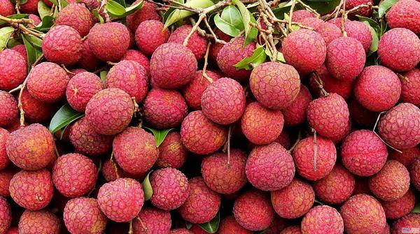 Phù Cừ (Hưng Yên): Bảo tồn, phát triển giống vải trứng