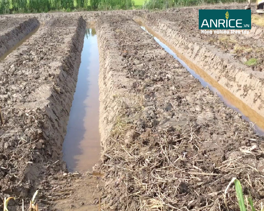 HƯỚNG DẪN THIẾT KẾ VƯỜN TRỒNG BƯỞI DA XANH Ở ĐBSCL