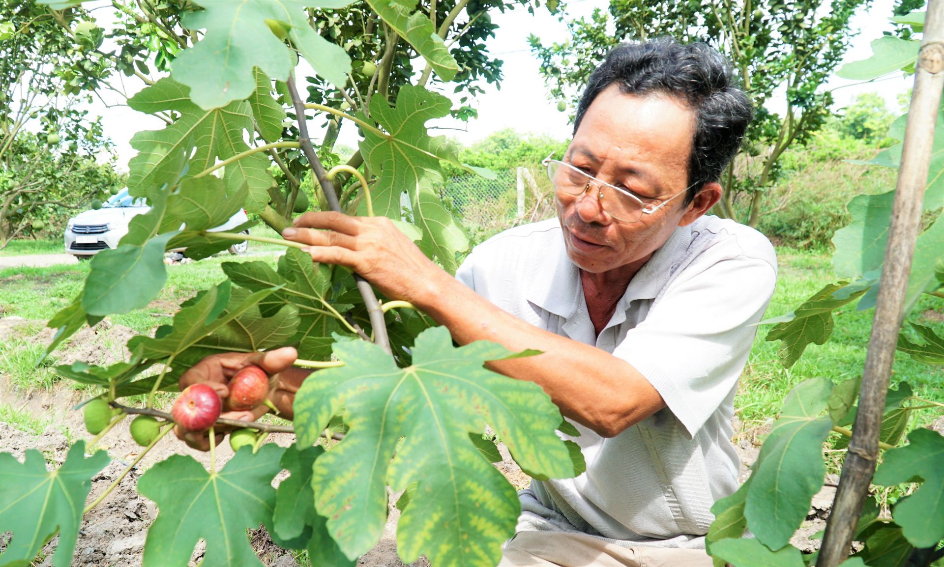 Tây Ninh: Trồng thử nghiệm sung Mỹ xen canh trong vườn bưởi