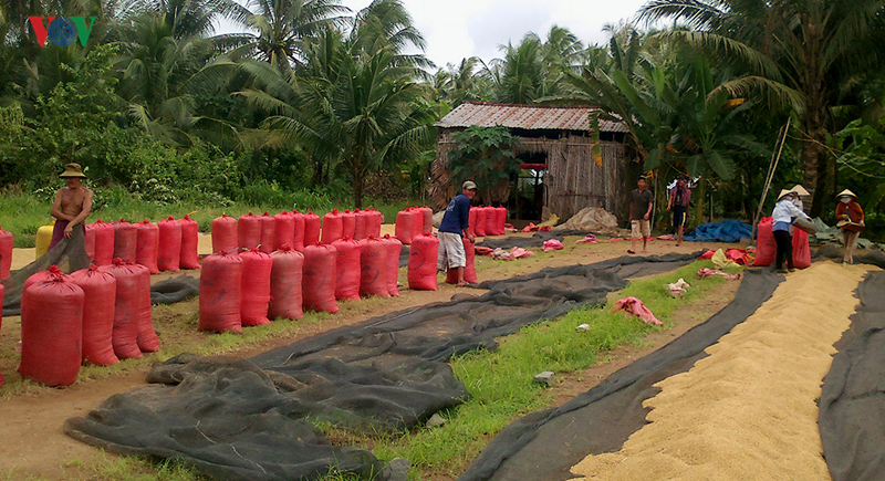 Giá lúa tăng, nhưng nông dân Trà Vinh vẫn lãi ít, vì năng suất kém