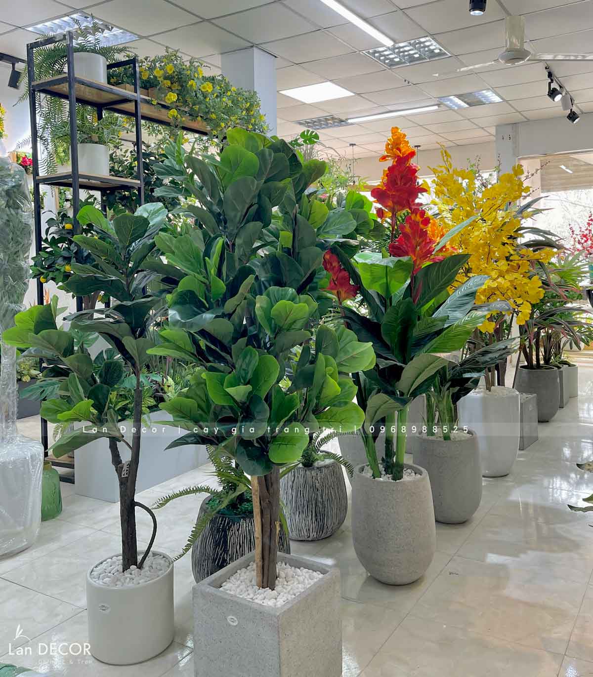 cay-gia-decor 