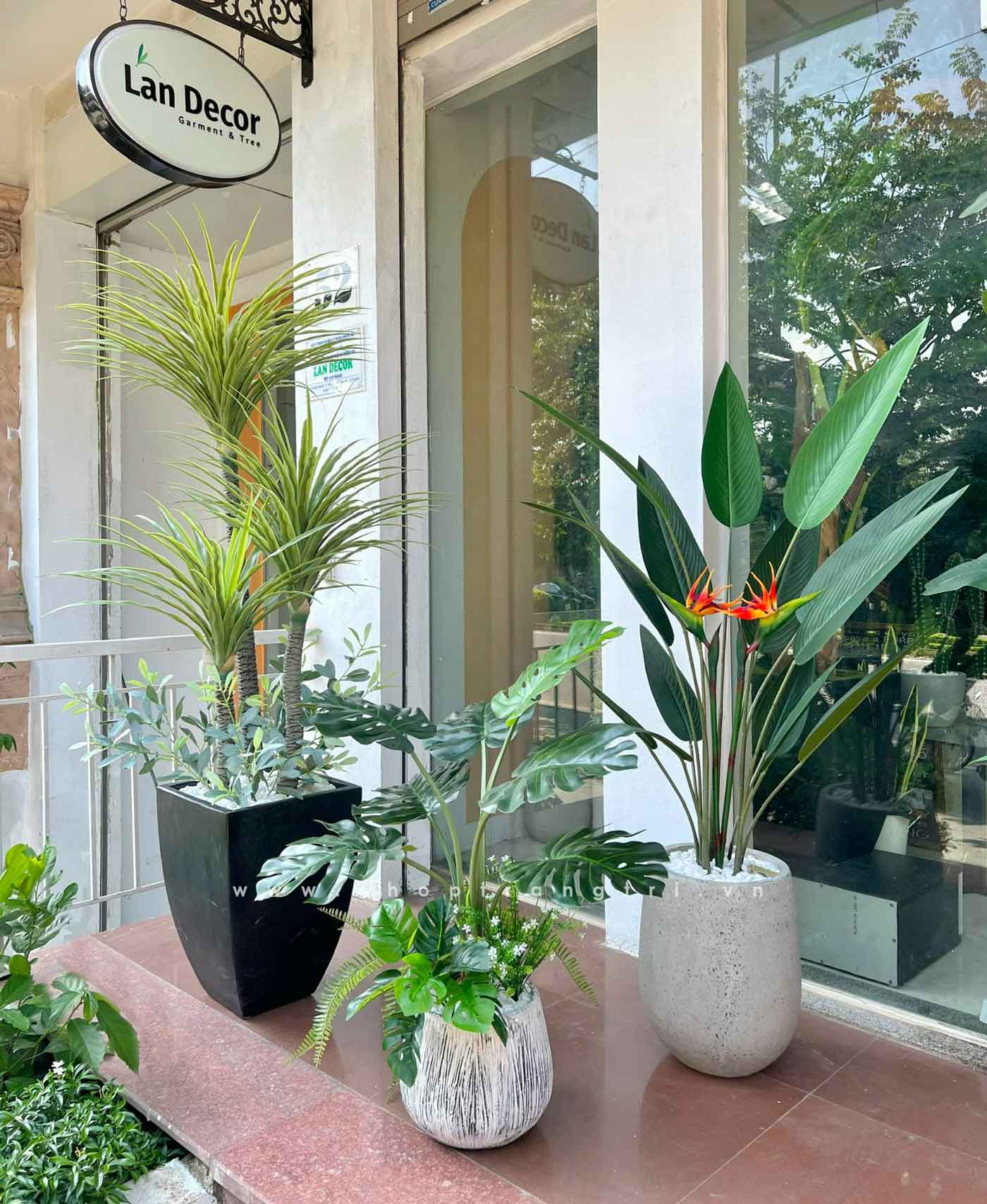 cay-gia-decor 