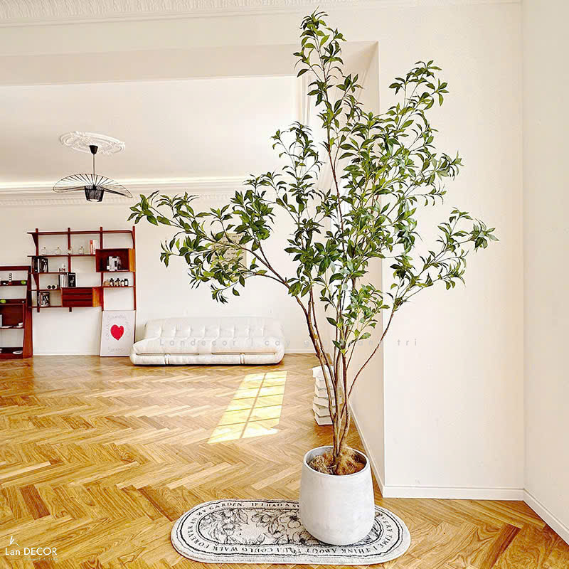 cay-gia-decor