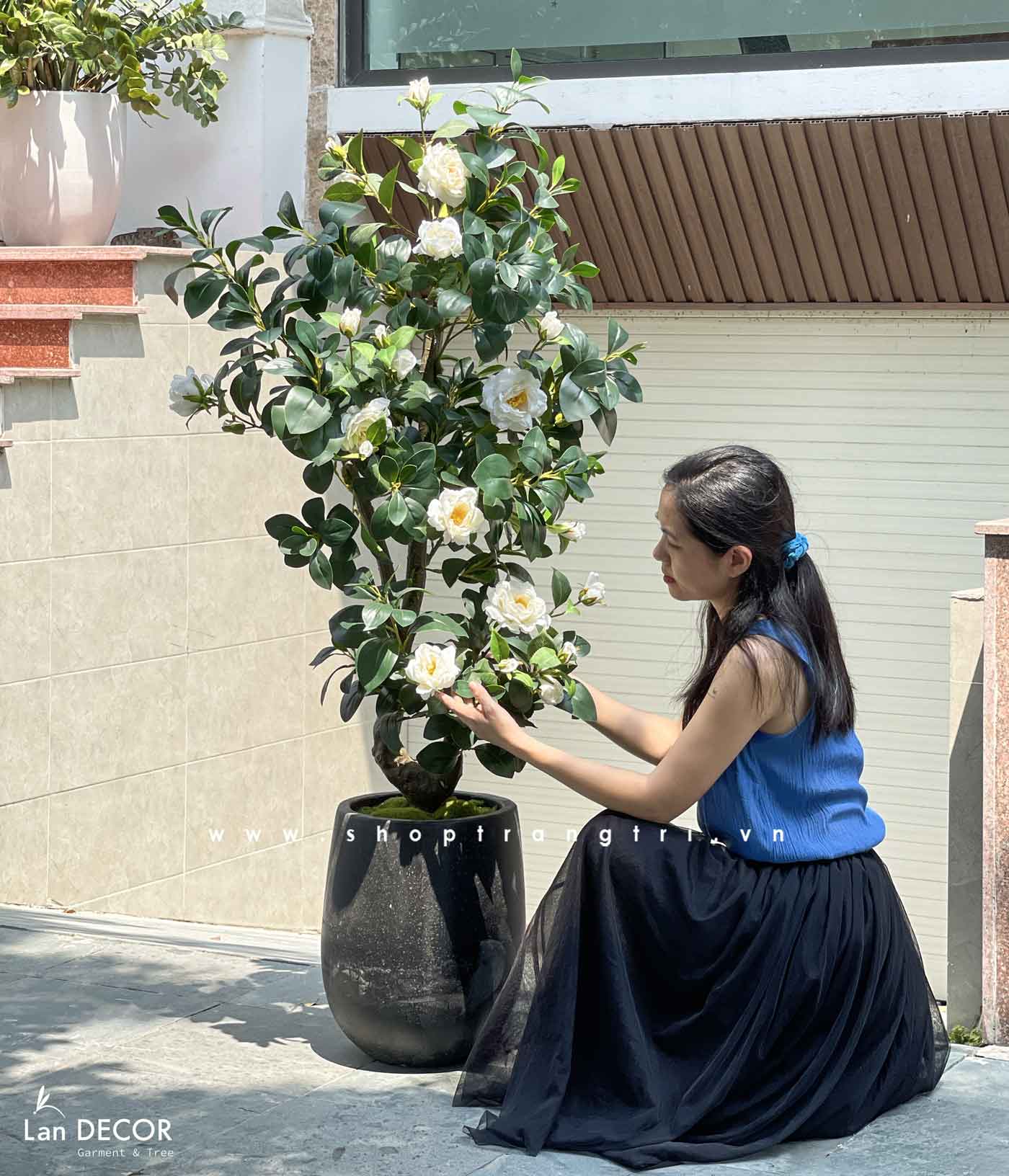 cây-hoa-trà-trắng