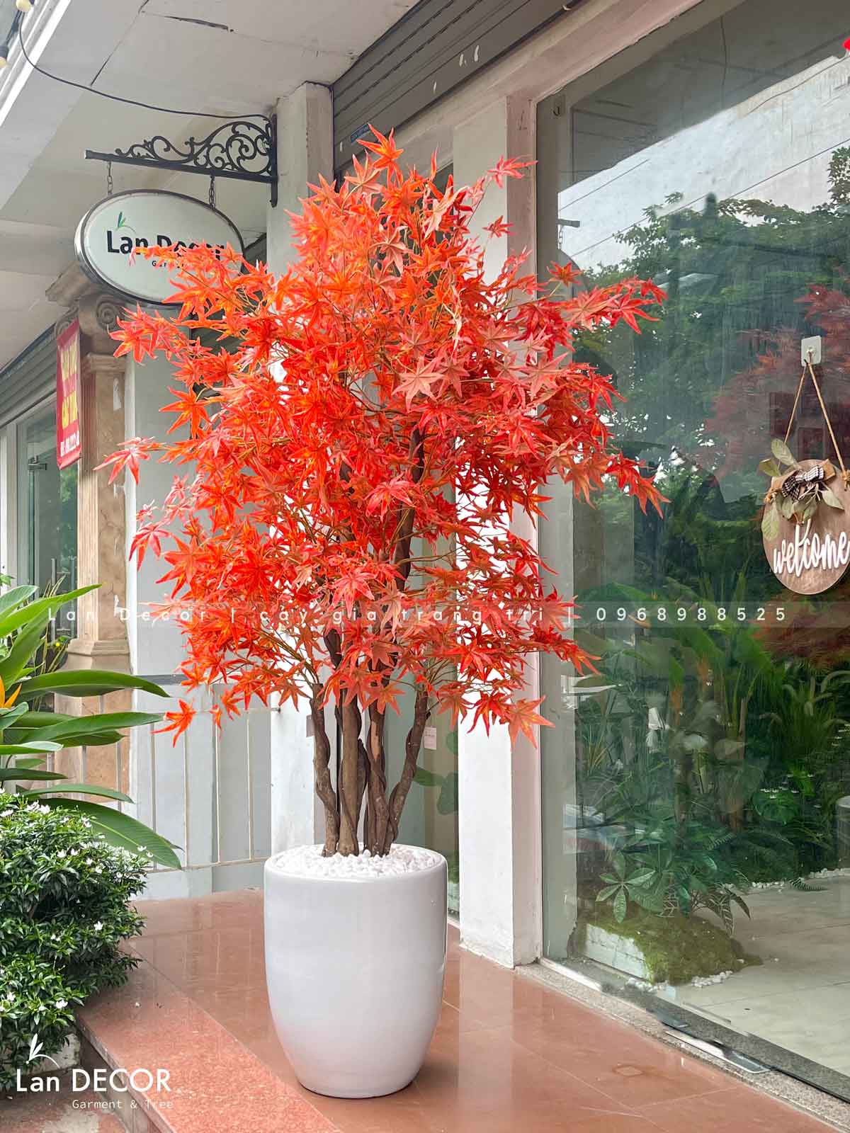 cây-phong-đỏ