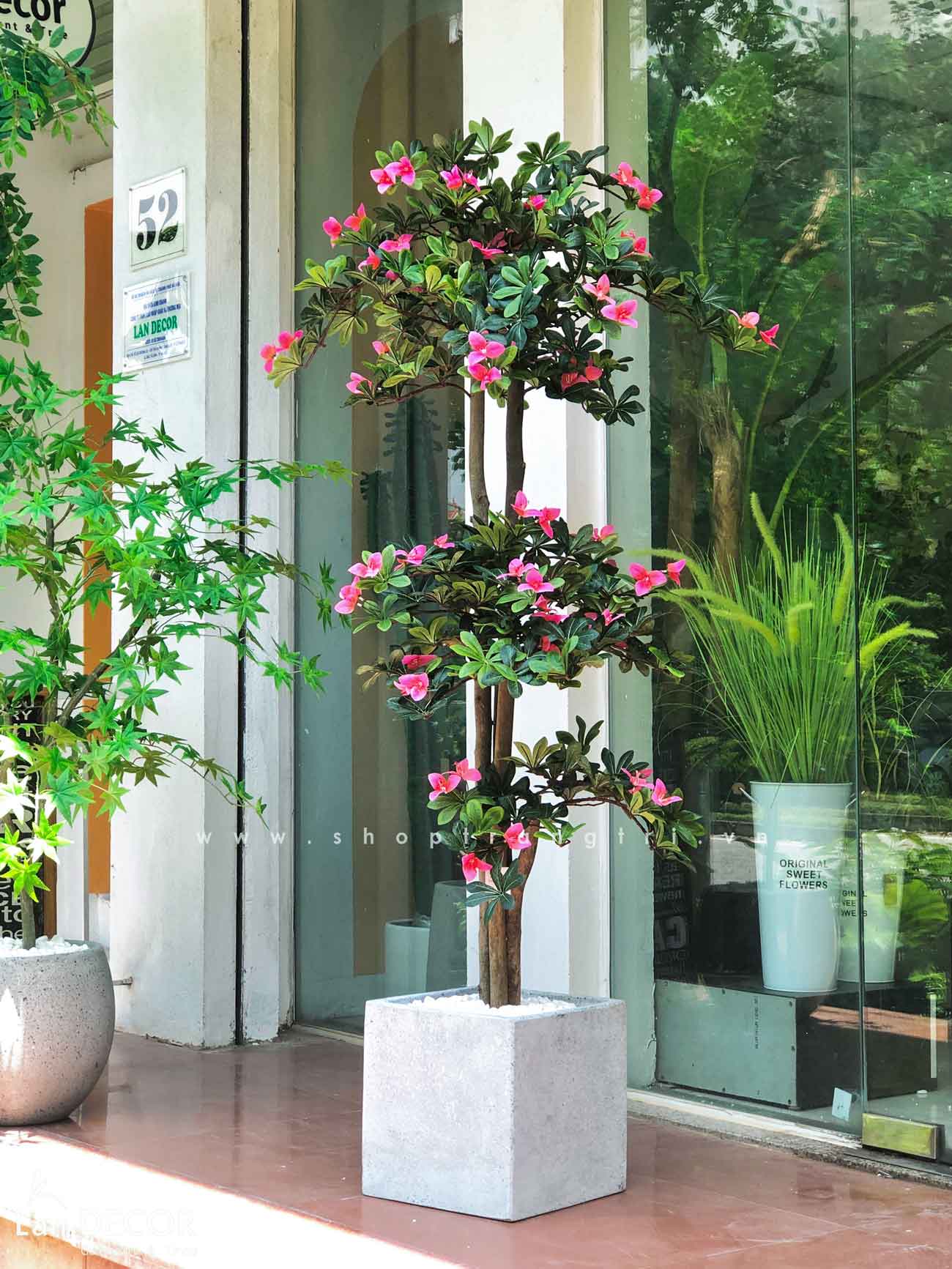 chậu-cây-đỗ-quyên