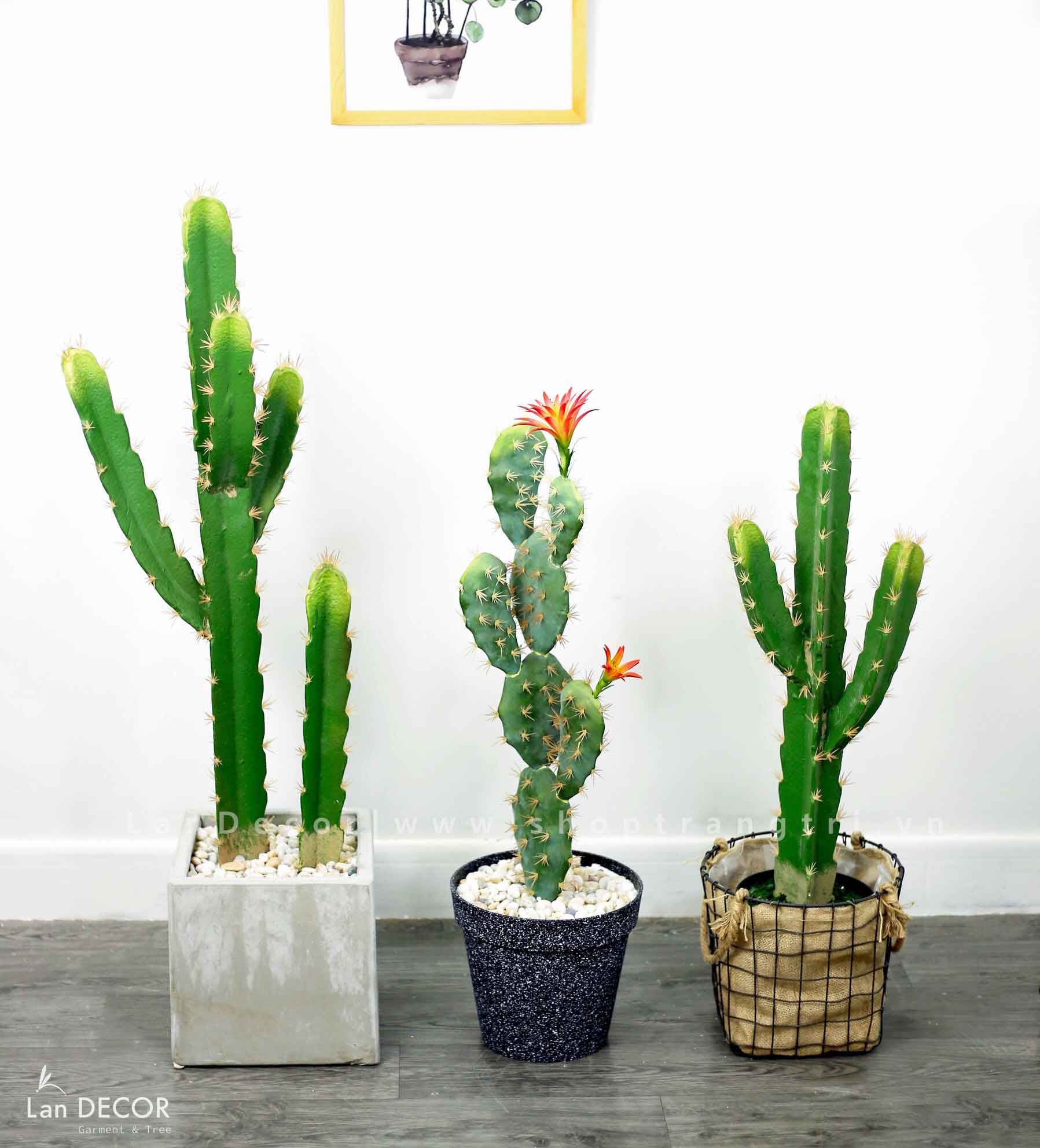 xương-rồng-trụ