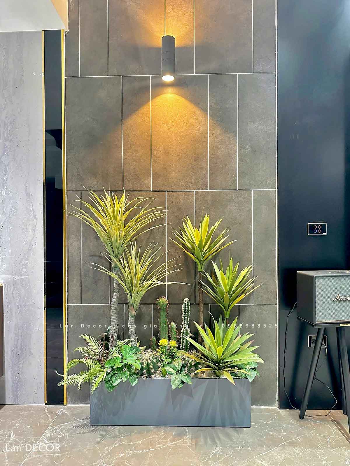 cay-gia-decor 