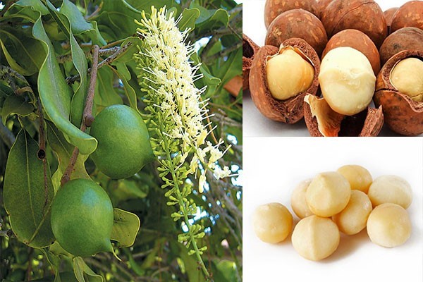 Lợi ích của macca 1