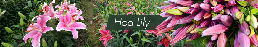 Củ Pink Pearl