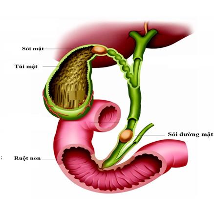 Giun chui ống mật