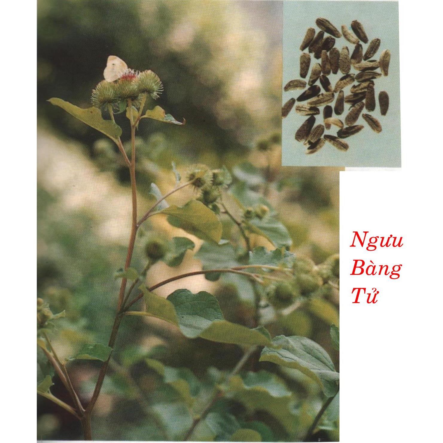 NGƯU BÀNG TỬ