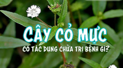 Tác dụng chữa bệnh tuyệt vời của cây cỏ mực