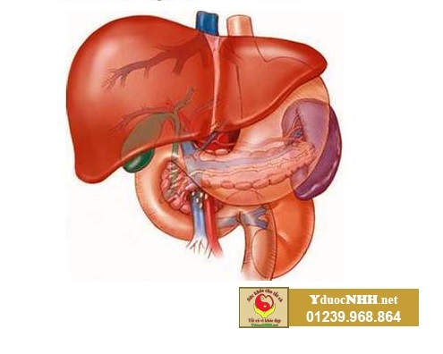 Bạn có đang khỏe mạnh? Gan của bạn hoạt động như thế nào?