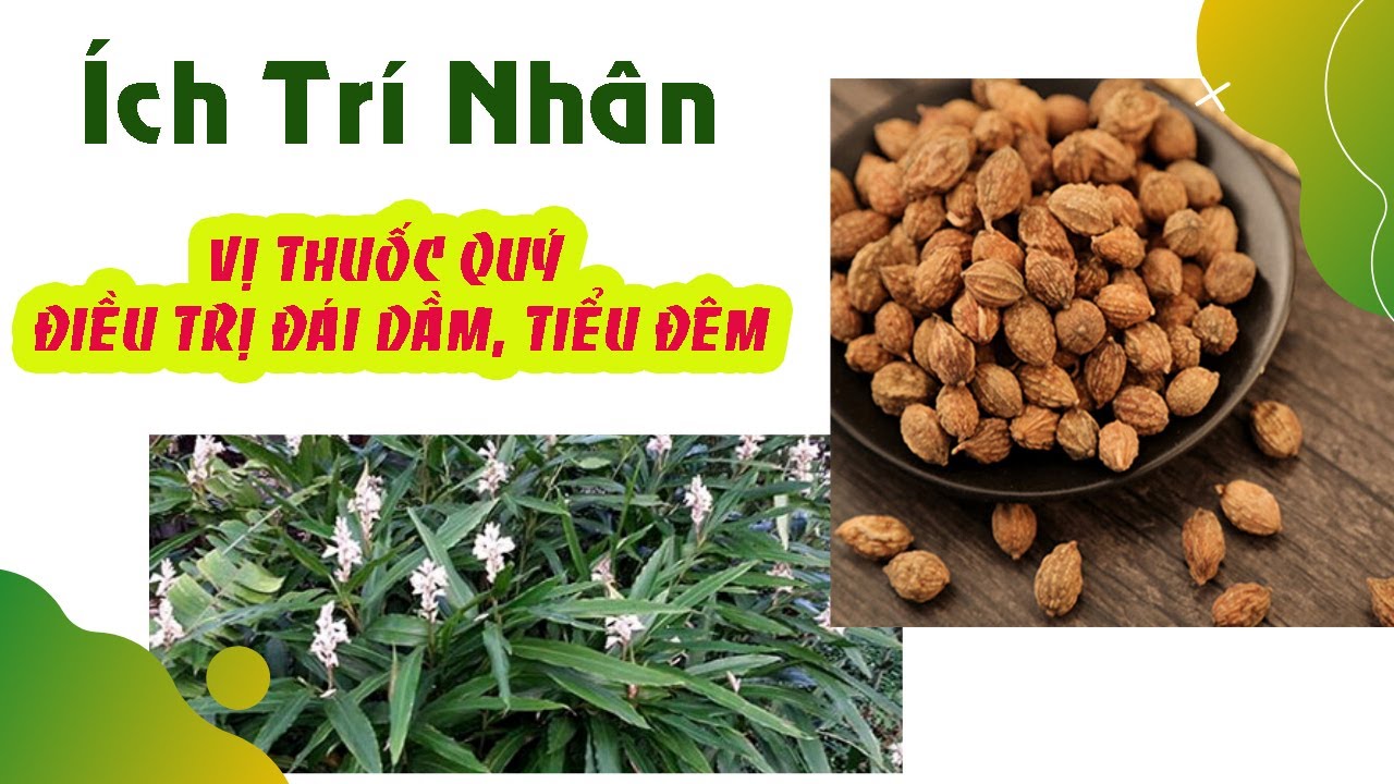 Ích trí nhân vị thuốc bổ thận