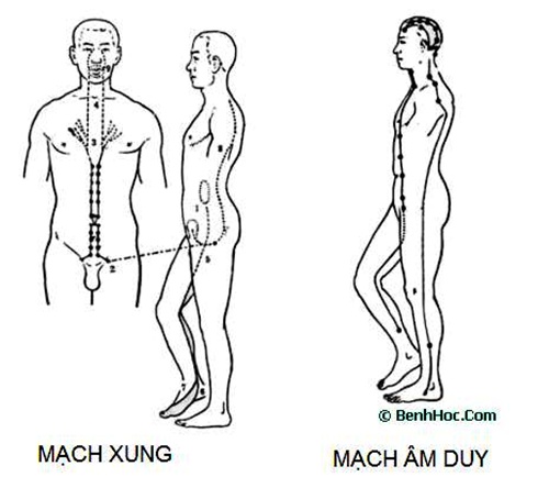 Dương duy mạch