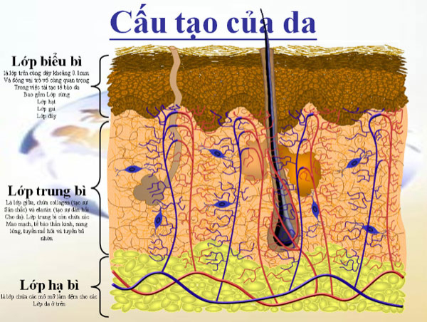 Thật vi diệu! Da người chết có thể chữa lành vết thương ngoài da