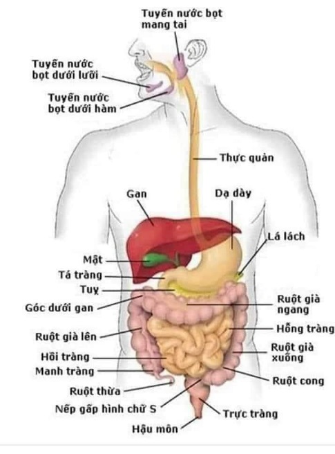 MUỐN TÂM AN THÌ GAN PHẢI SẠCH