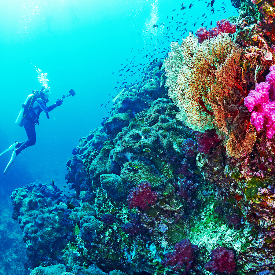 coral island