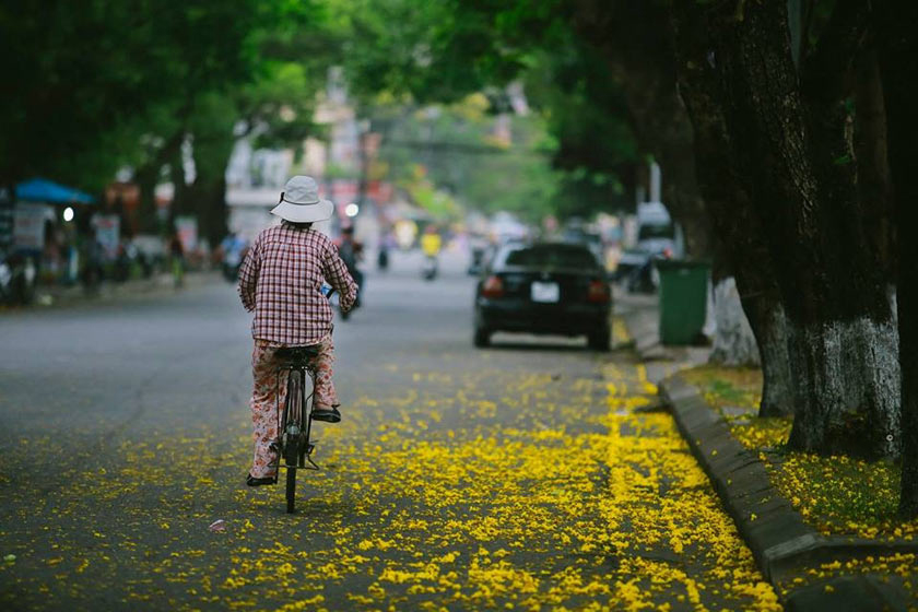 Đường phố huế tháng 5 trải đầy hoa phượng vàng
