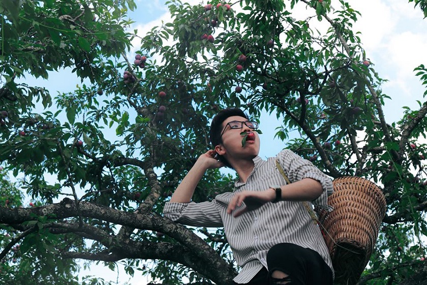 lễ hội hái mận Mộc Châu