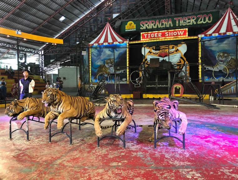 sriracha tiger zoo