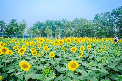 Hình nền hoa hướng dương sẽ mang lại cho bạn cảm giác tươi trẻ và rực rỡ cùng sắc vàng của hoa. Hãy thay đổi hình nền trên điện thoại hoặc máy tính của mình để tạo ra không khí mới mẻ và đầy sức sống. Hãy cảm nhận và yêu thương từ những bức ảnh nền này.