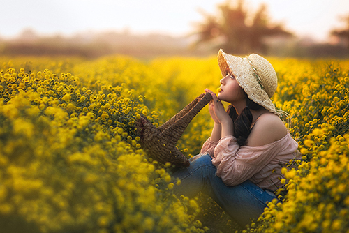 hoa cúc tiến vua ở văn lâm - hưng yên