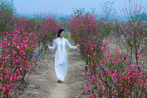 áo dài trắng với hoa đào