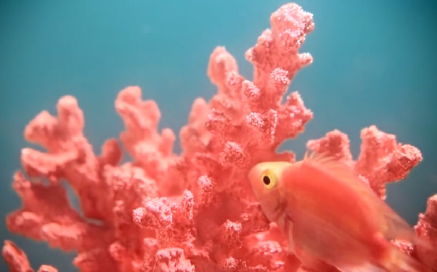 Living Coral - Sắc Hồng Cam San Hô Của Năm 2019