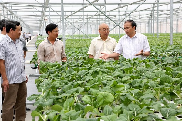 rau sạch trong suất ăn công nghiệp